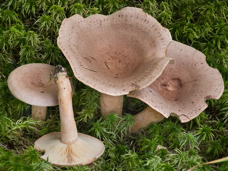 Lactarius helvus